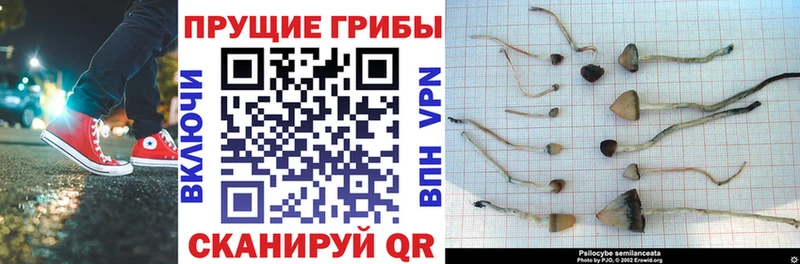 OMG   Пустошка  Псилоцибиновые грибы прущие грибы  как найти  